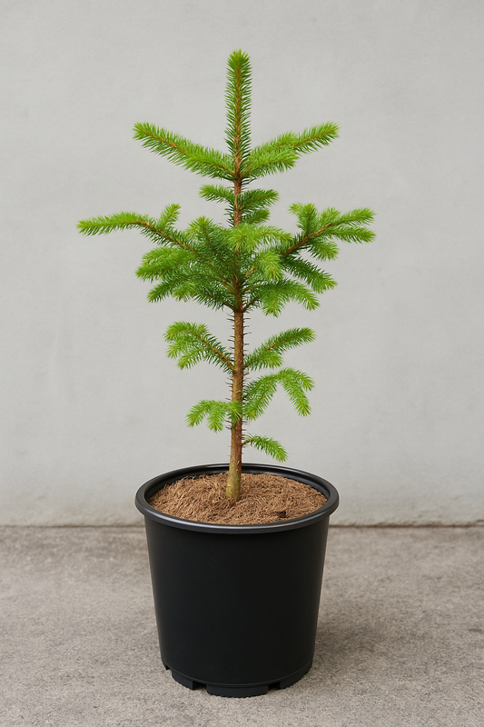 Potted Fraser Fir Tree