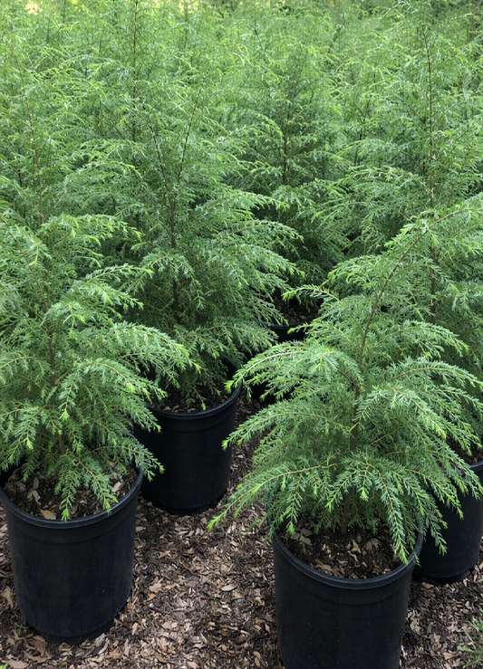 Ontario Potted Eastern Hemlock