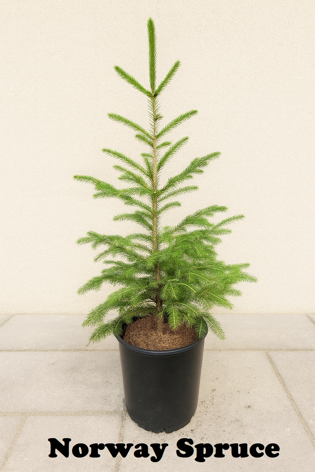 Norway Spruce