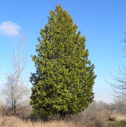 Eastern White Cedar