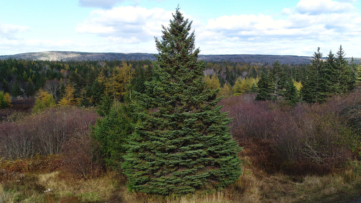 White Spruce Large Tree