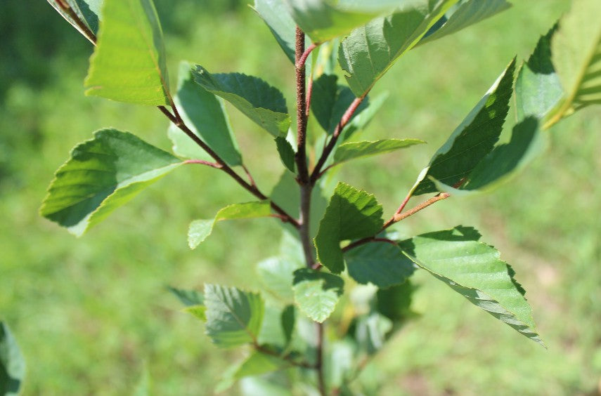 River Birch Leaves