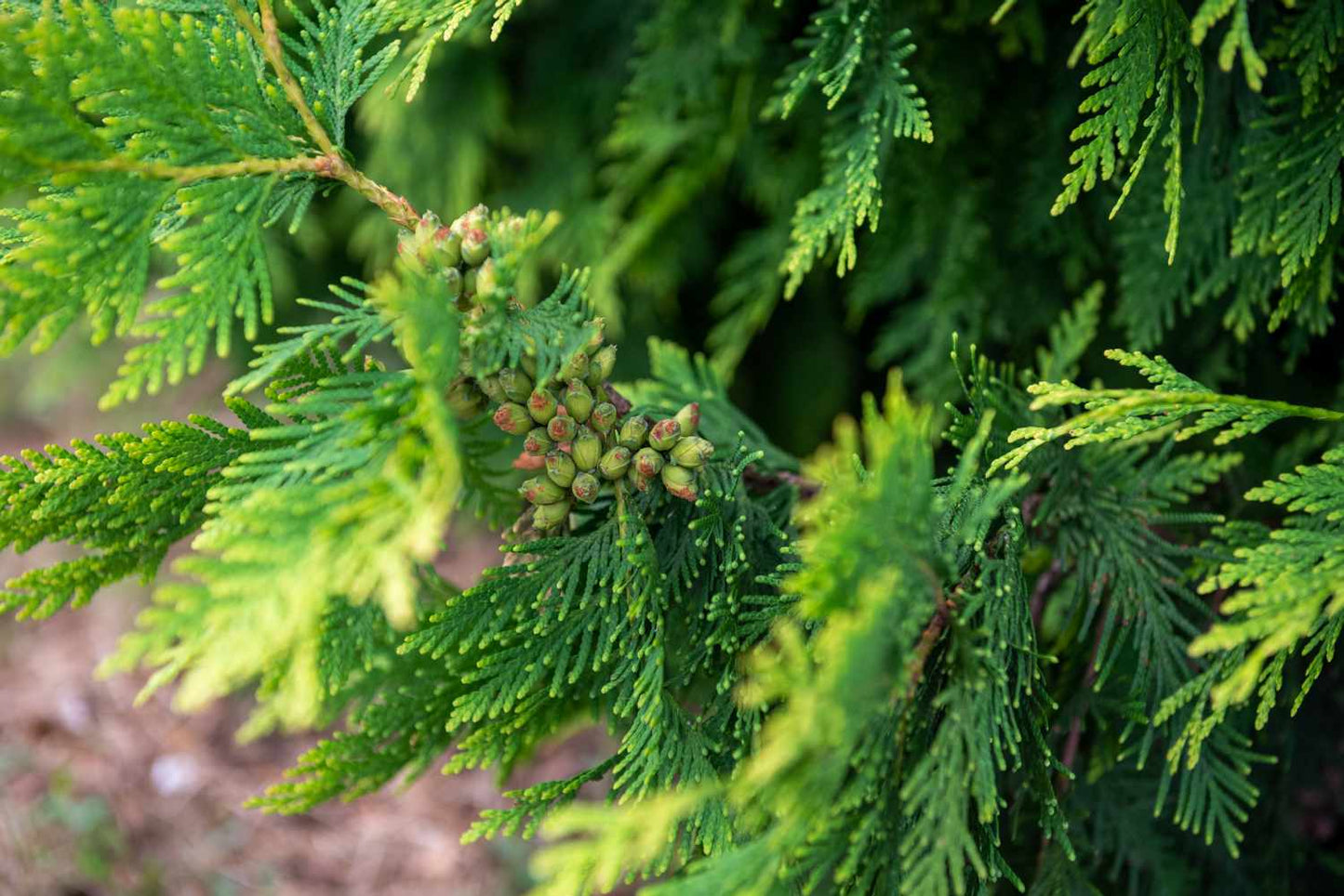 Green Giant Arborvitae Foliage