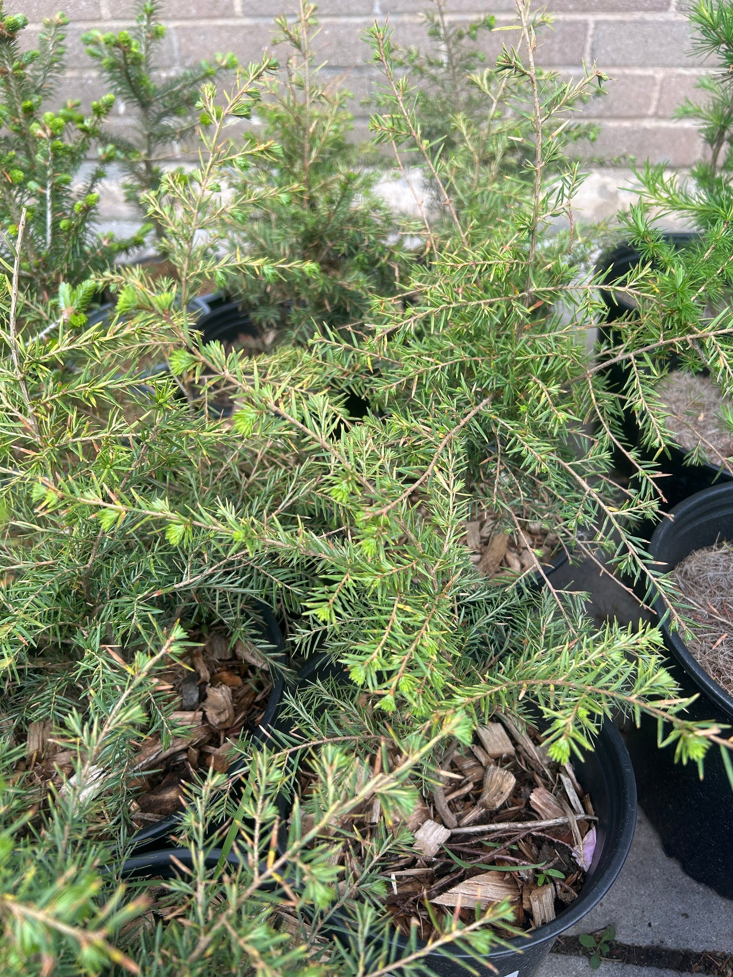 Eastern Hemlock