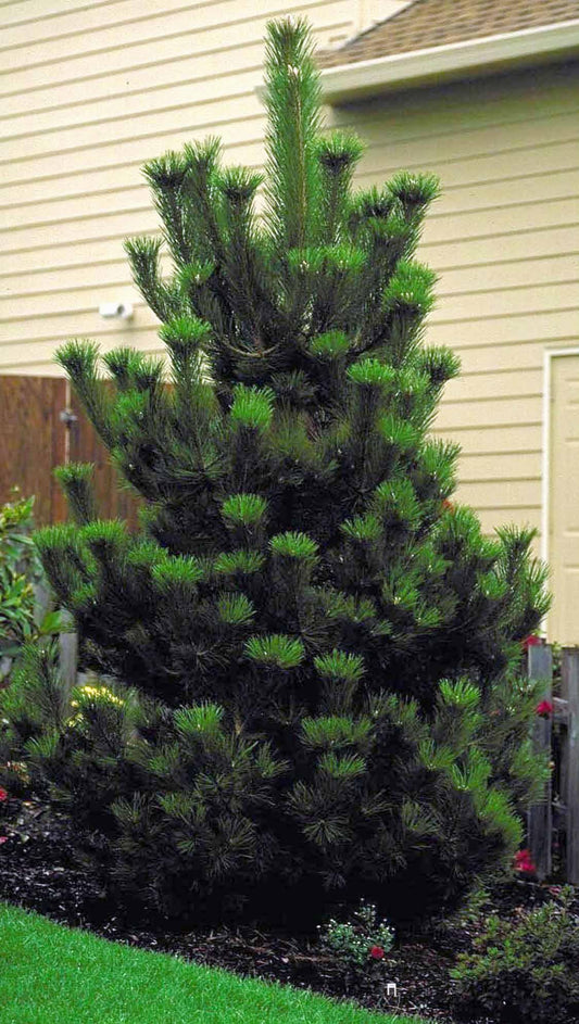 Austrian Pine