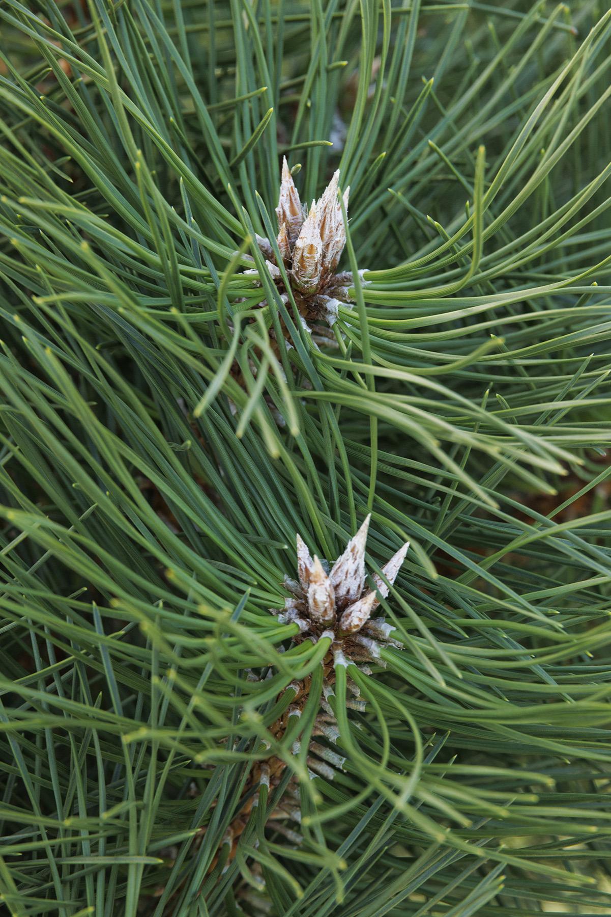 Austrian Pine