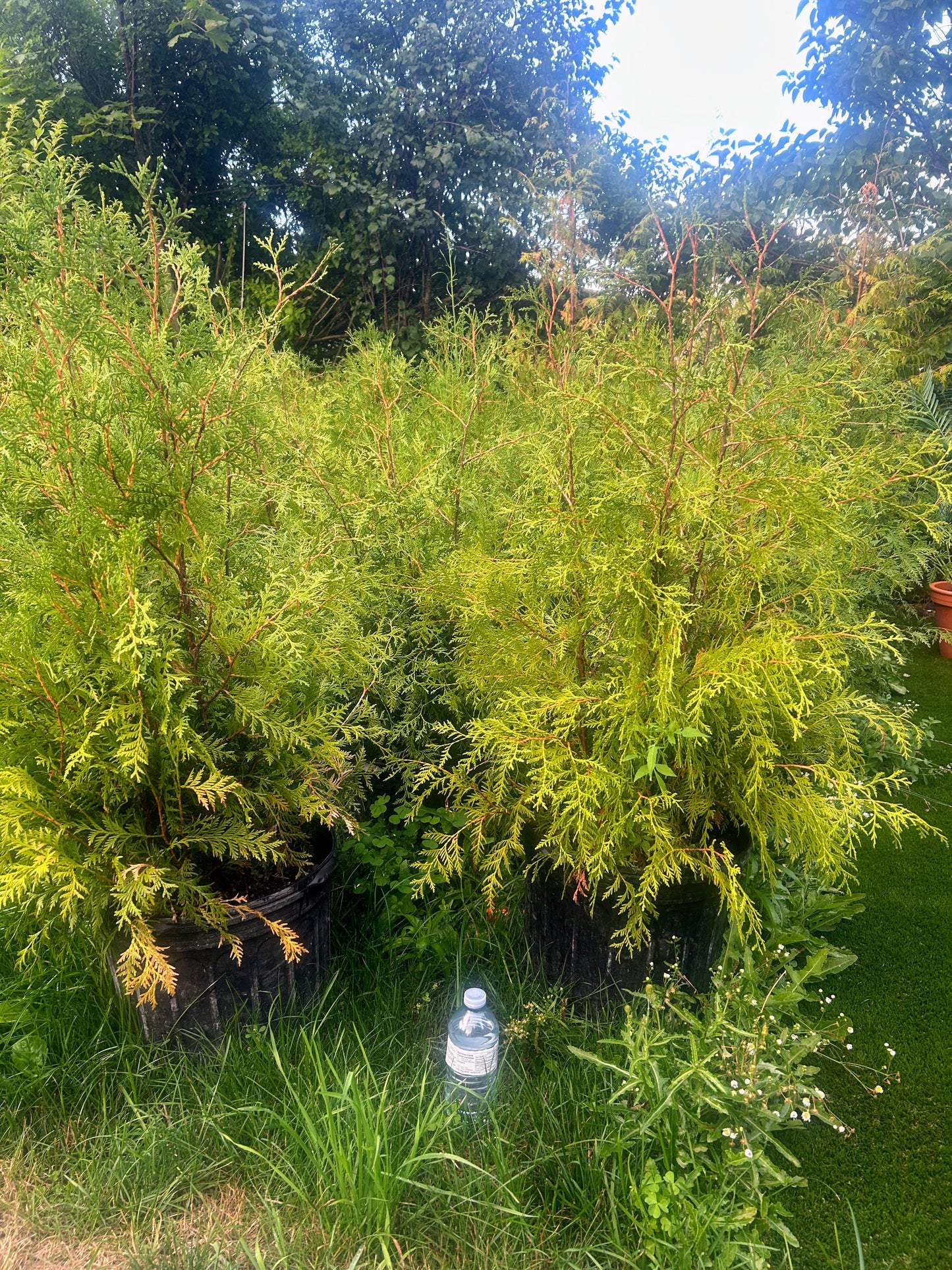 White Spruce