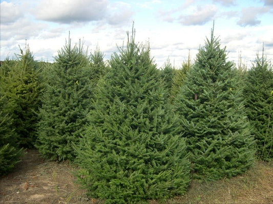 Balsam Fir