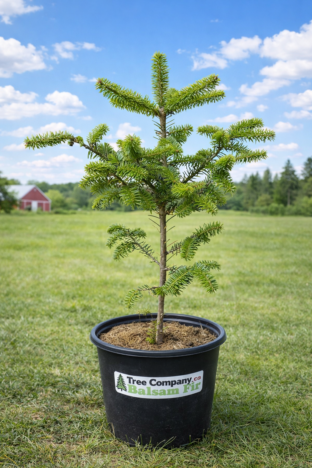Balsam Fir Ontario Grown 2 Gallon Pot