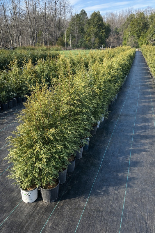 Eastern White Cedar Potted