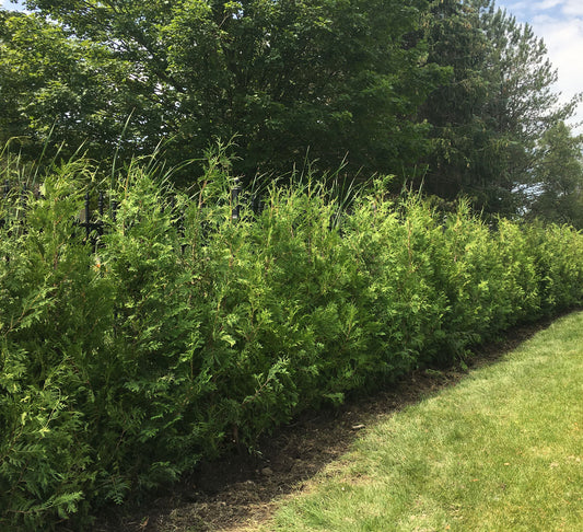 Eastern White Cedar