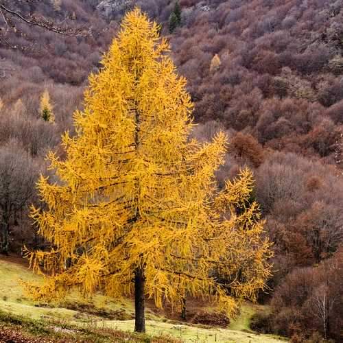 European Larch