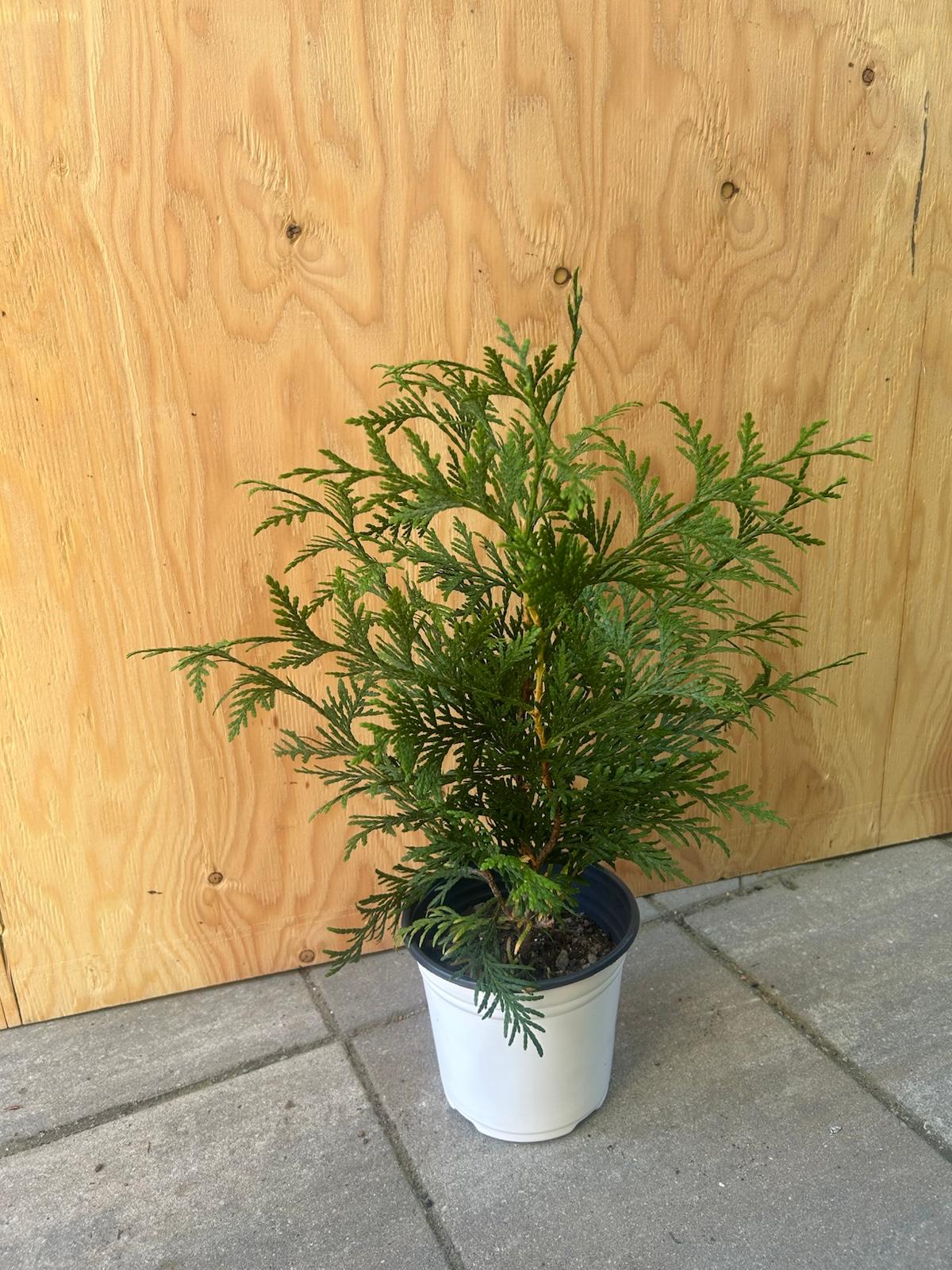 Green Giant Arborvitae Tree Company Ontario Grown 