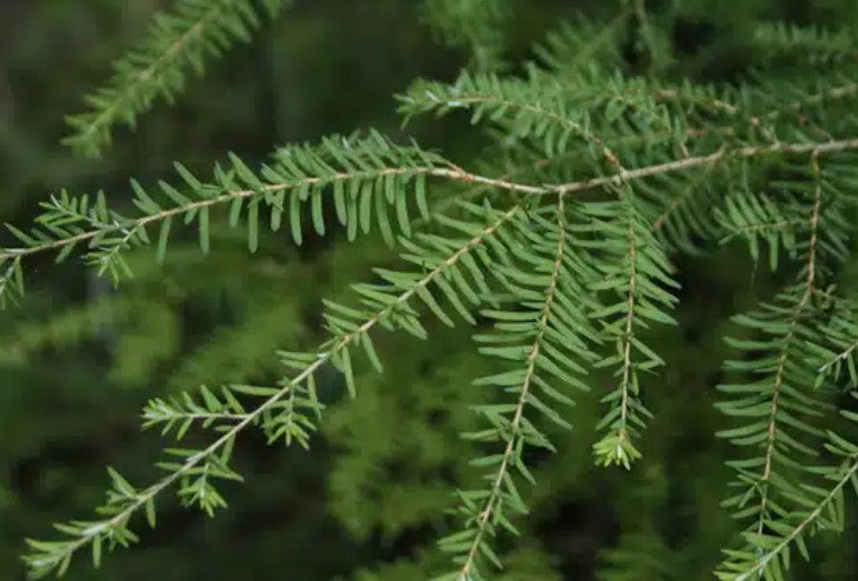 Hemlock Needles