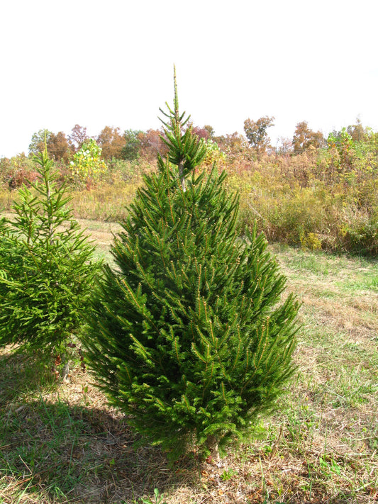 Norway Spruce