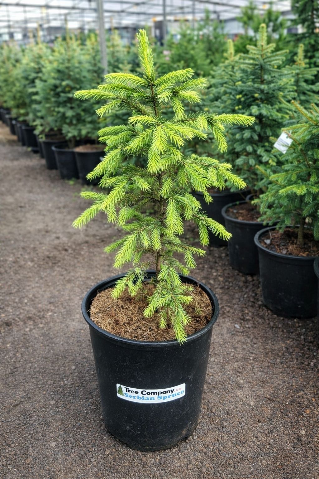 Serbian Spruce Potted Ontario Grown
