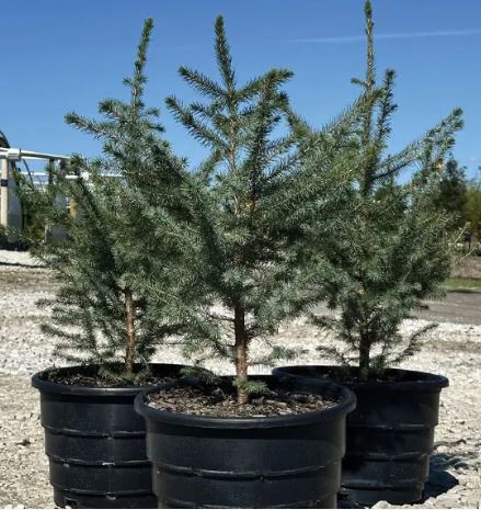 Serbian Spruce