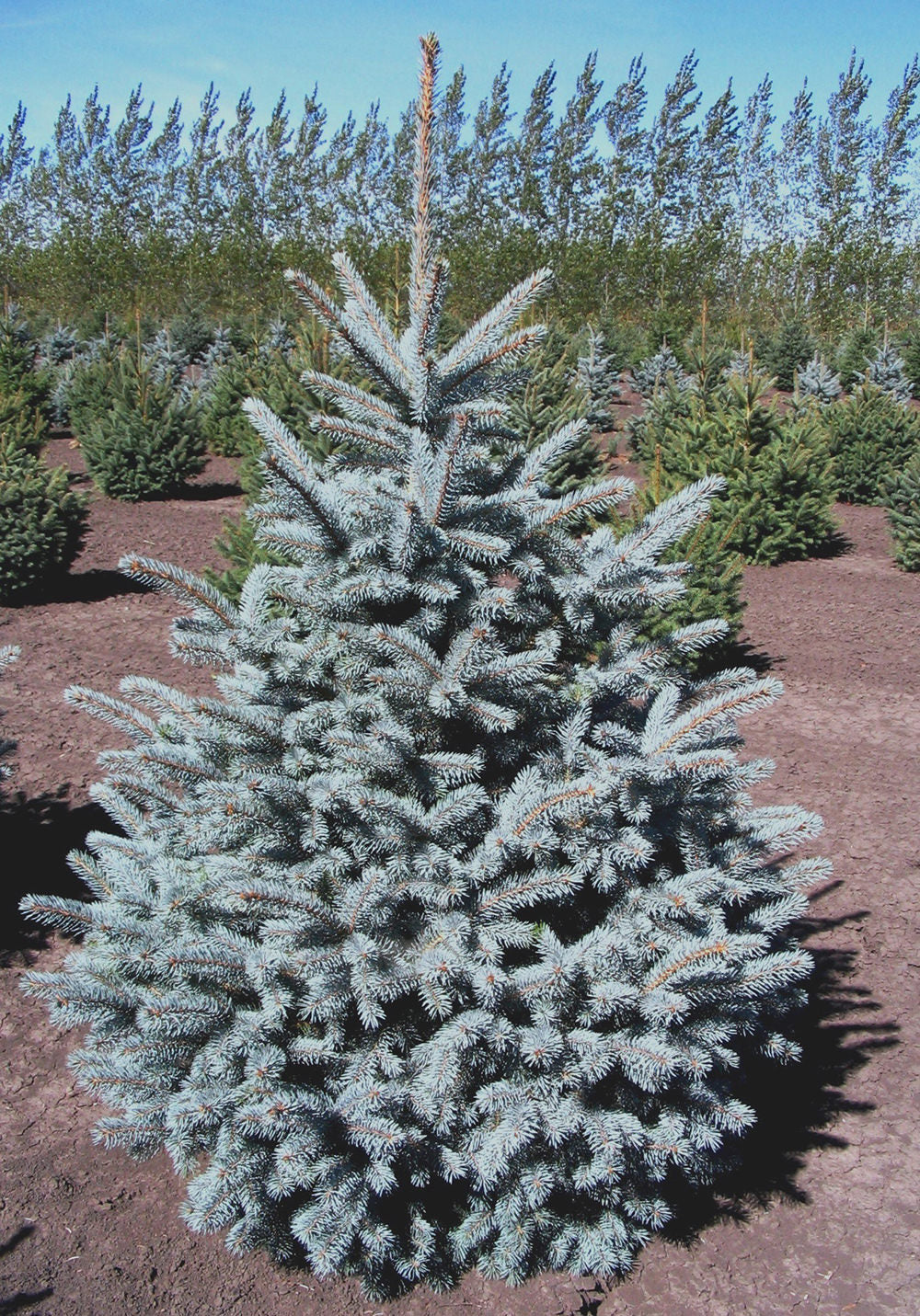 Colorado Blue Spruce Tree