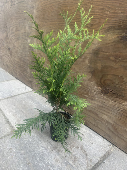 Green Giant Arborvitae