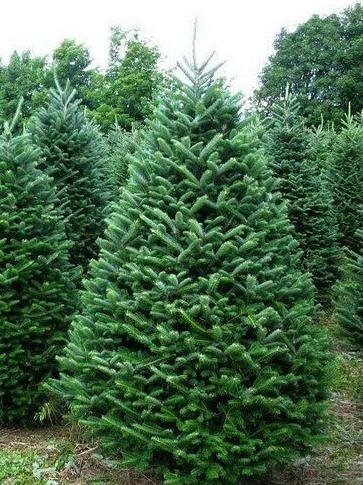 Balsam Fir