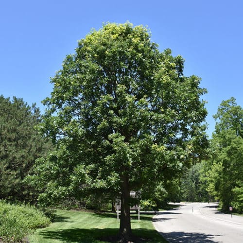 Burr Oak Tree
