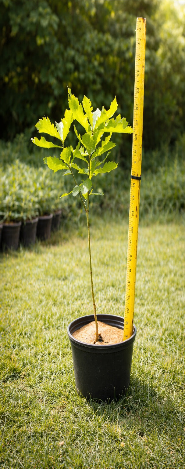 Potted Ontario Grown Burr Oak Tree