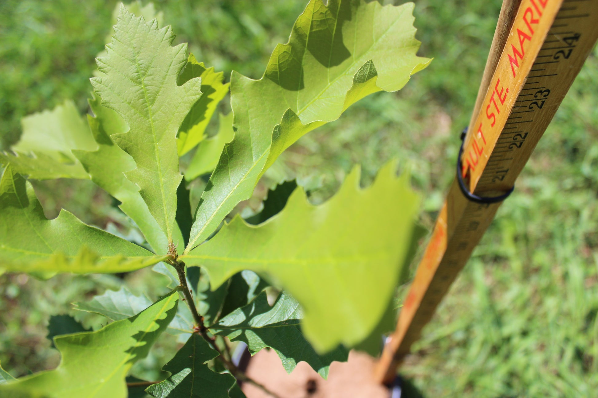 Burr Oak Leaves