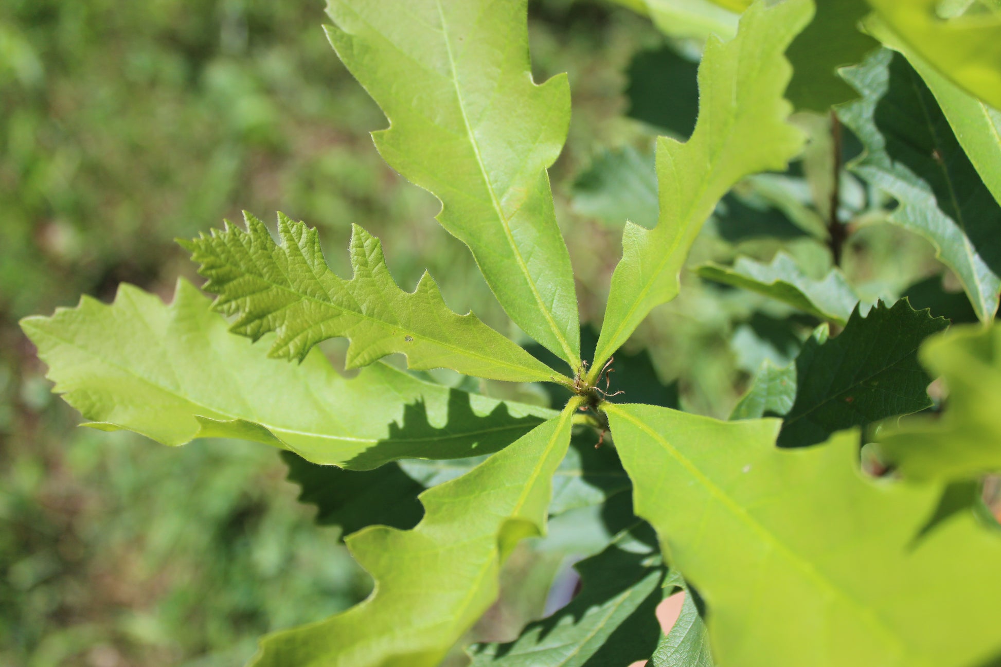 Burr Oak Leaf