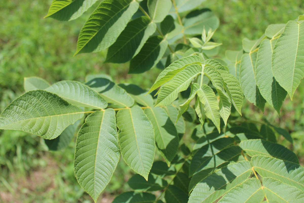 Butteneu Tree Butternut – Tree Company
