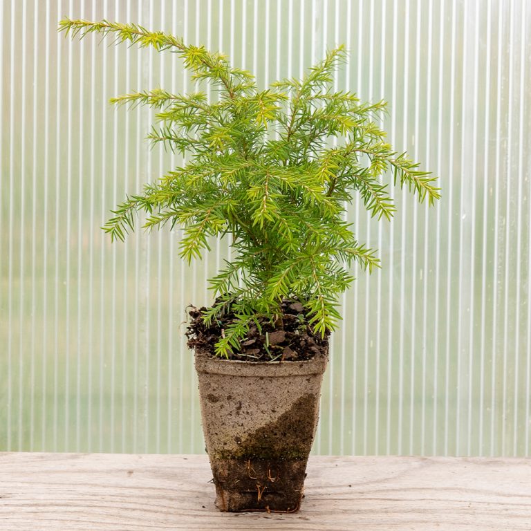 Canadian Hemlock