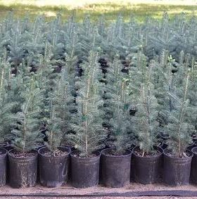 Colorado Blue Spruce