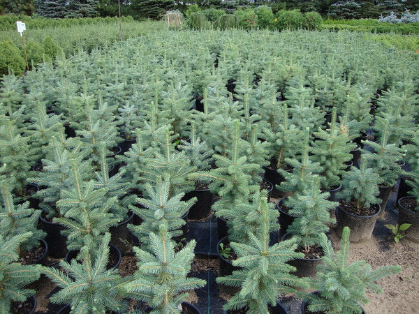 Colorado Blue Spruce