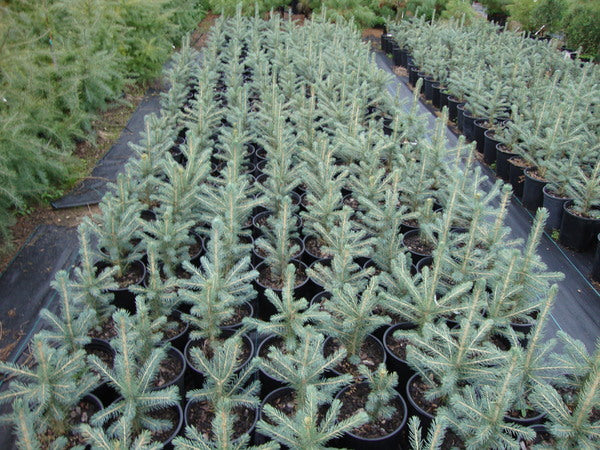 Colorado Blue Spruce