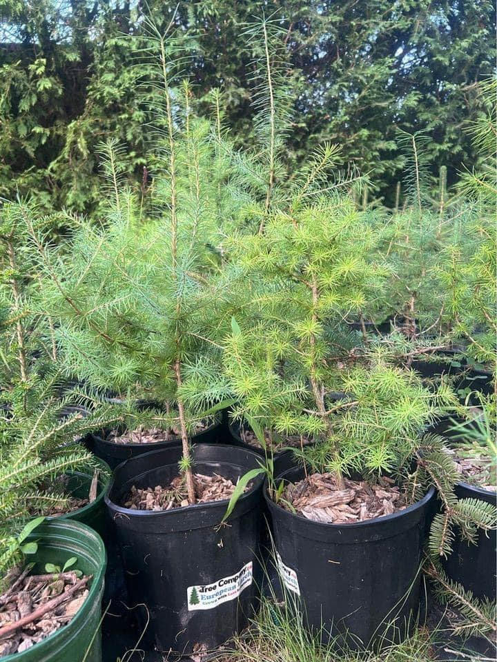 European Larch