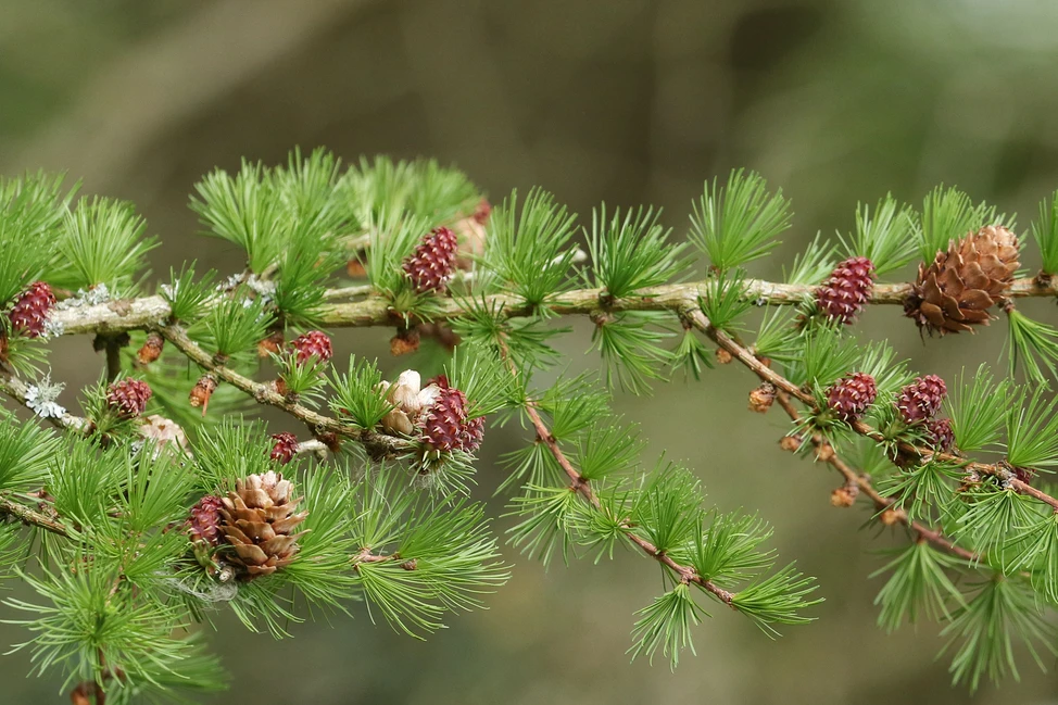 European Larch