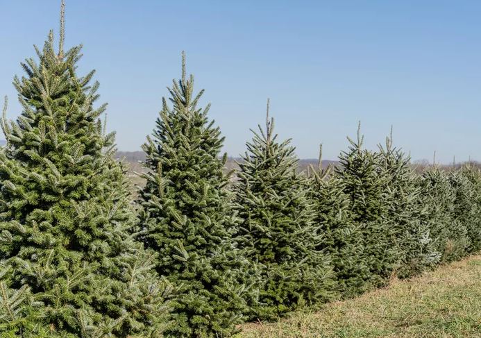 Fraser Fir