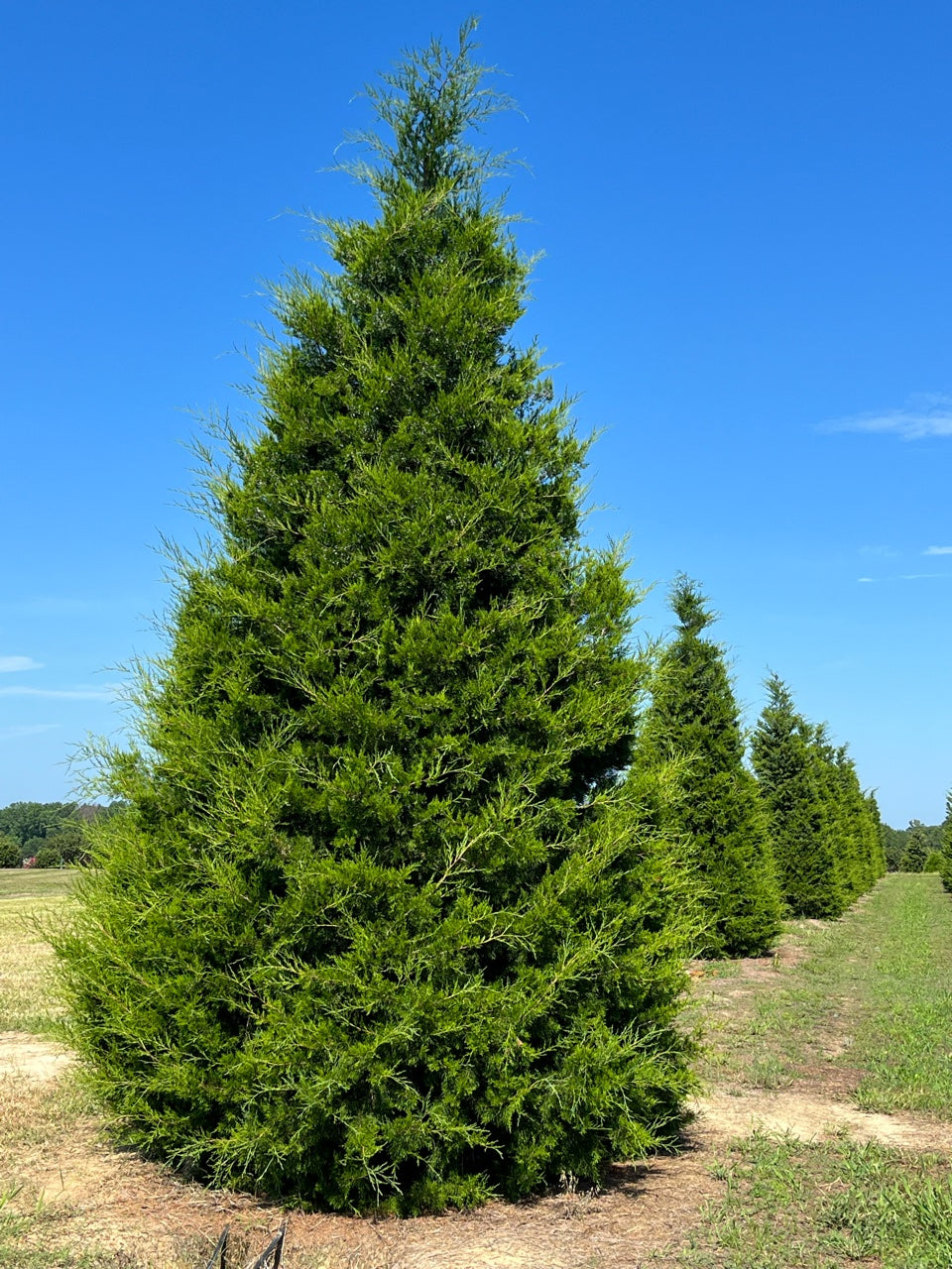 Eastern Red Cedar