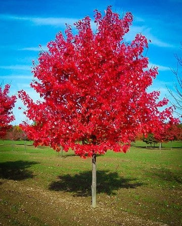 Red Maple