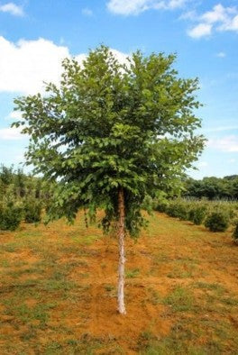 River Birch Tree