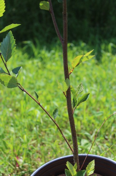 River Birch Stem