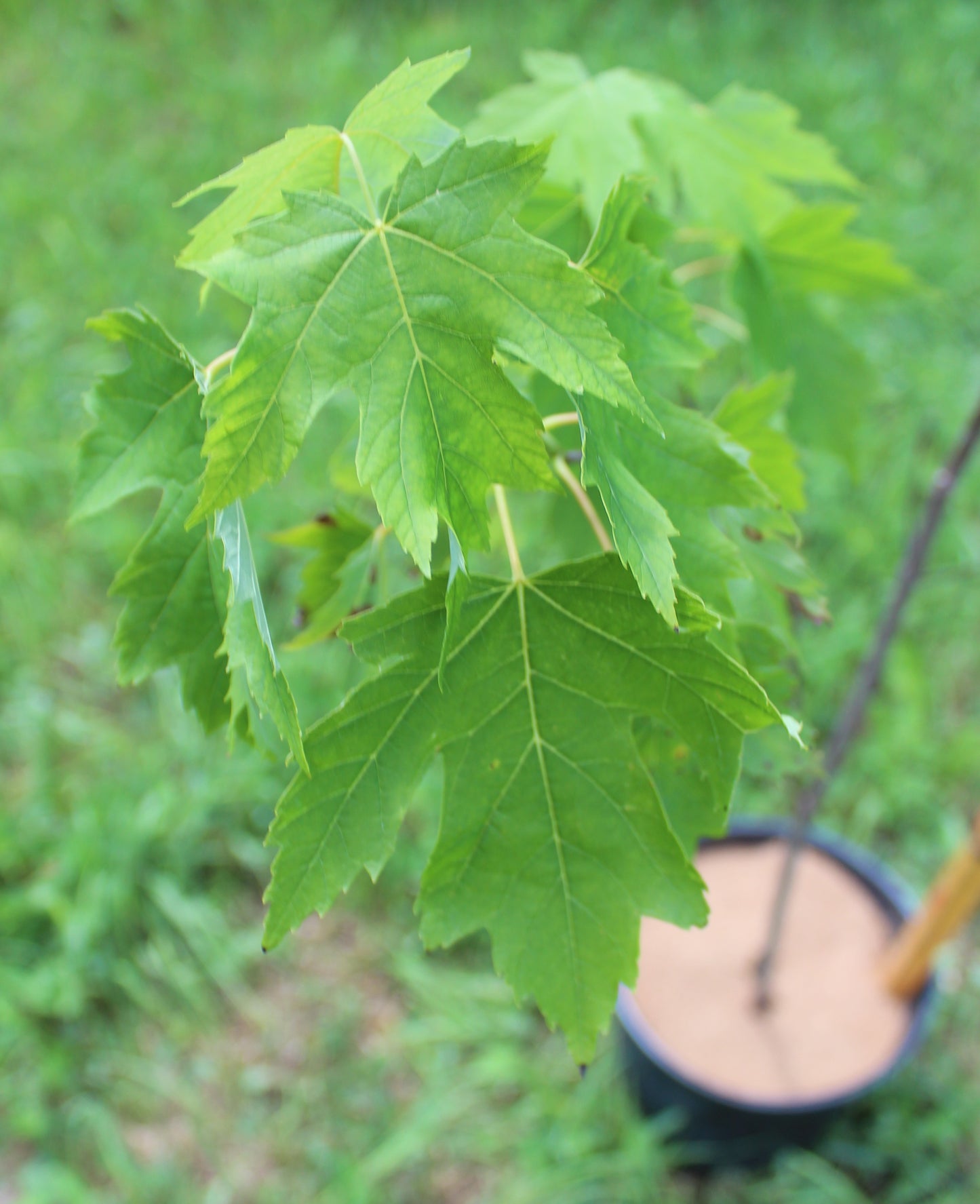 Silver Maple