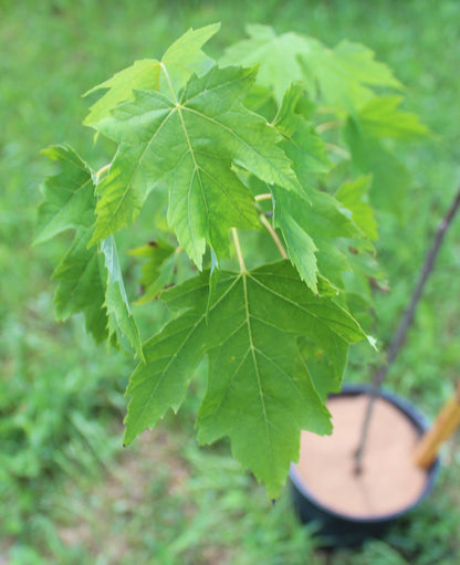 Silver Maple