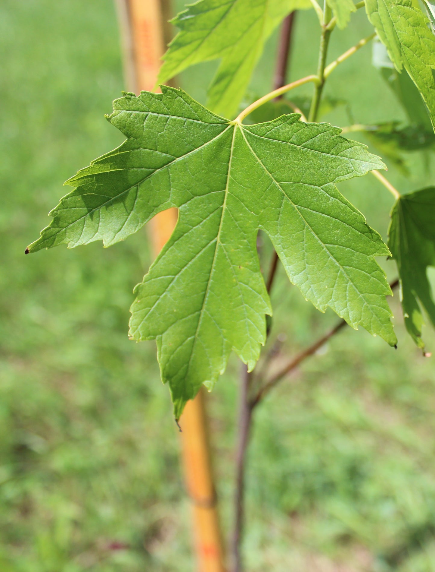 Silver Maple