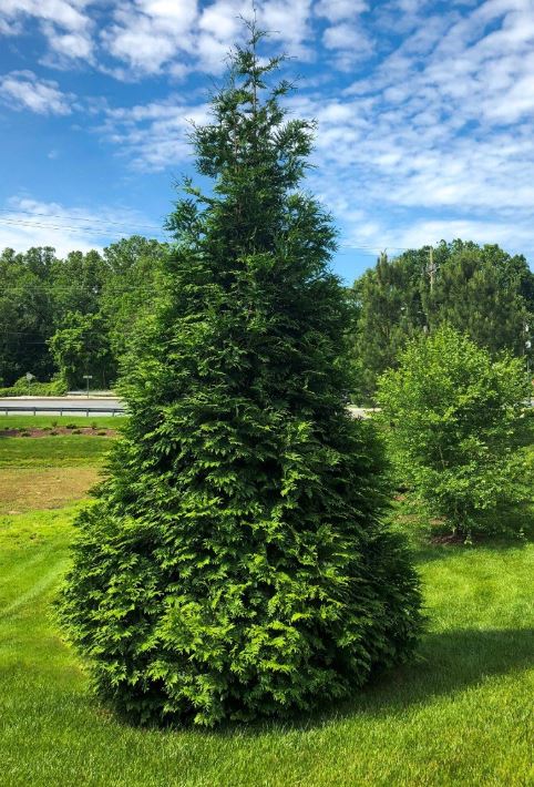 Thuja Green Giant Arborvitae