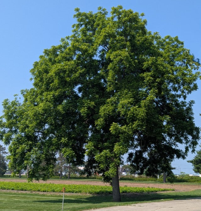 Black Walnut