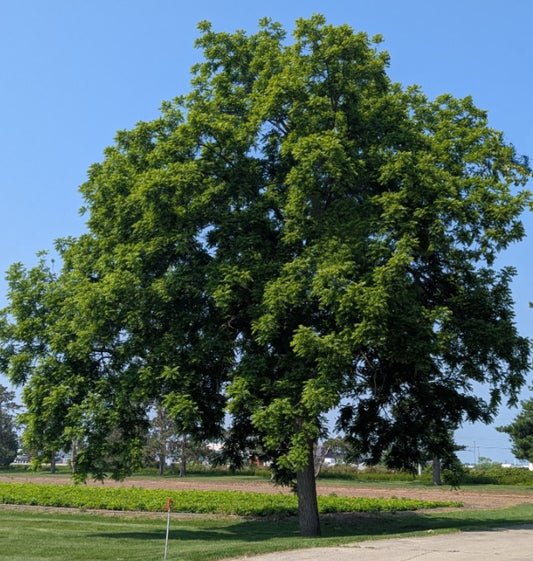Black Walnut