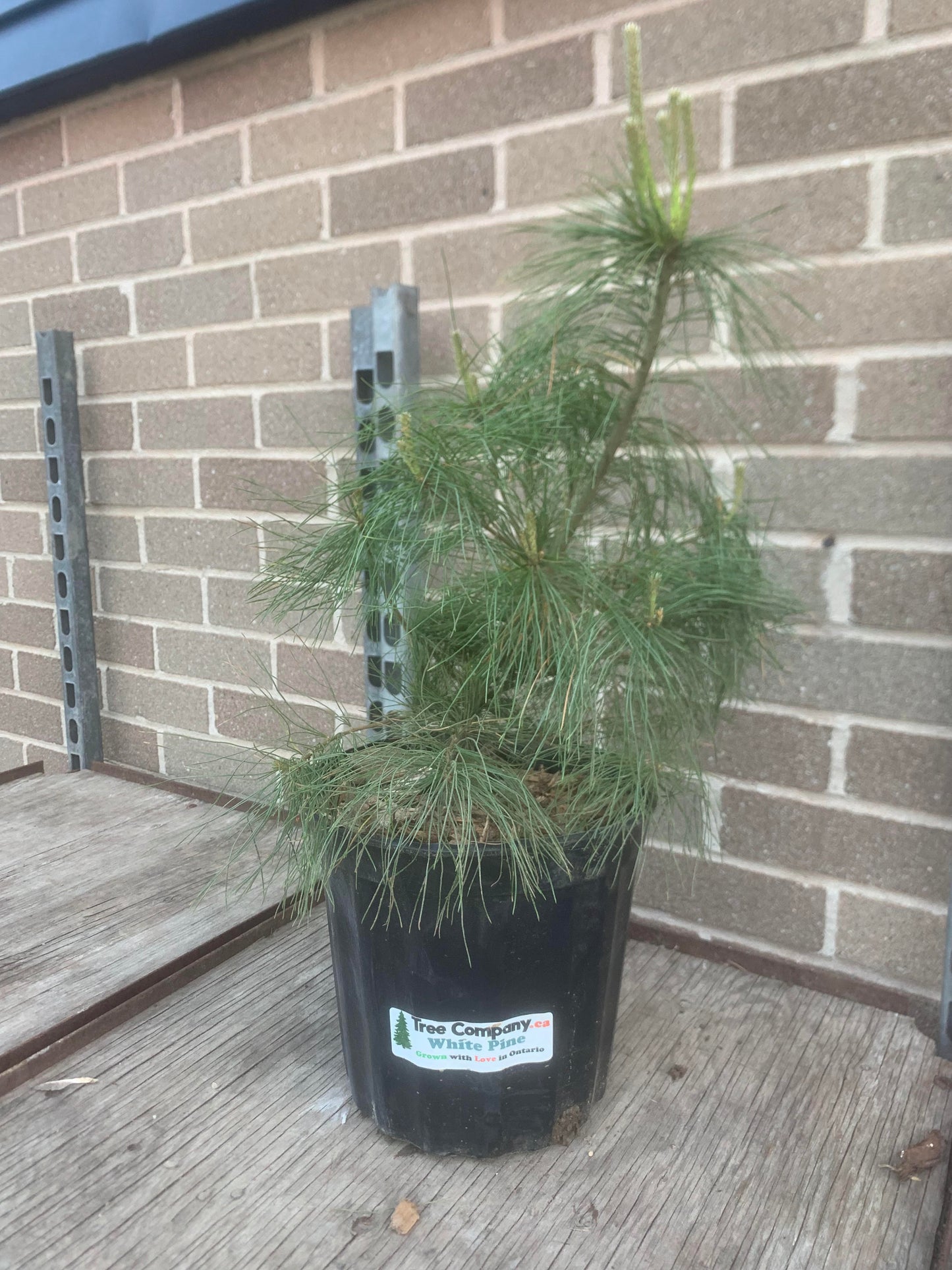 Eastern White Pine