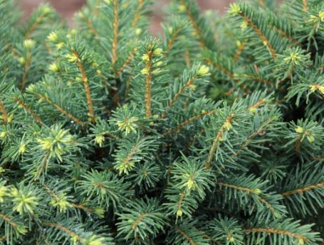 White Spruce