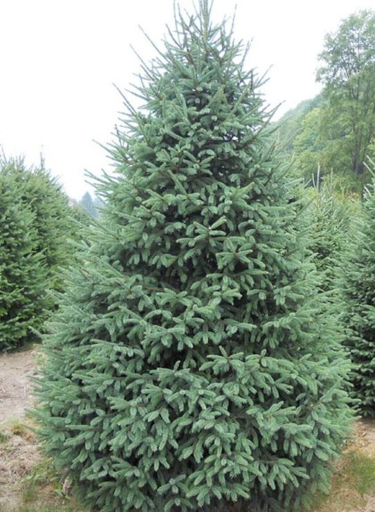 White Spruce