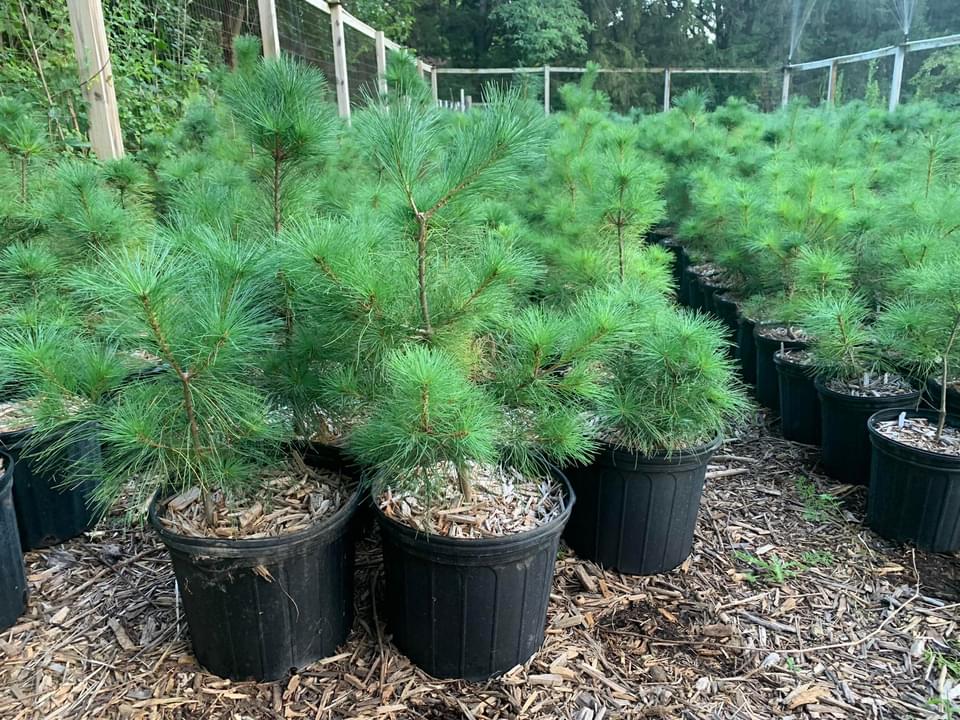 Eastern White Pine